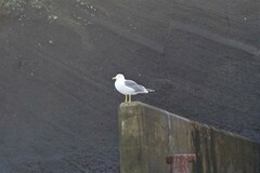 Larus michahellis atlantis