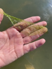 Hydrodictyon reticulatum