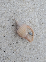 Cancellaria reticulata