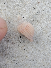 Cancellaria reticulata