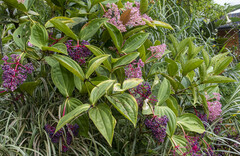 Medinilla speciosa