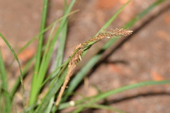 Carex phleoides