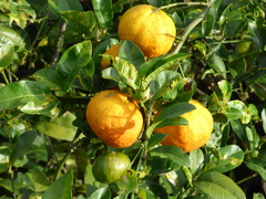 Citrus