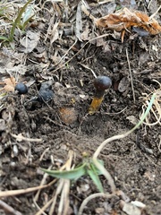 Elaphomyces muricatus