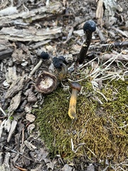 Elaphomyces muricatus