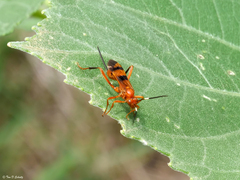 Compsocryptus texensis