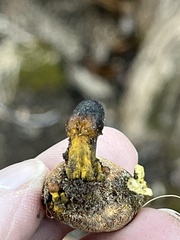Elaphomyces muricatus