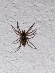Liocranum rupicola