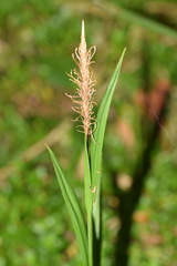 Carex erinacea