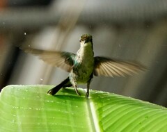 Chlorostilbon mellisugus