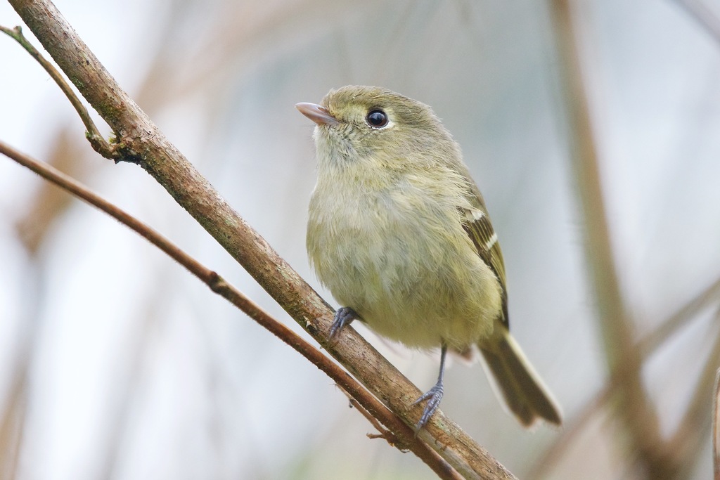 Vireo huttoni pacificus