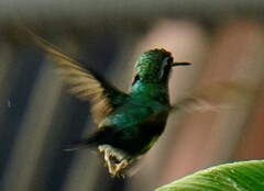 Chlorostilbon mellisugus