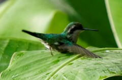 Chlorostilbon mellisugus