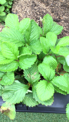 Fragaria × ananassa