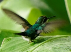 Chlorostilbon mellisugus