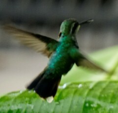 Chlorostilbon mellisugus