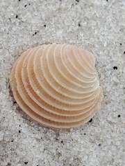 Chionopsis intapurpurea
