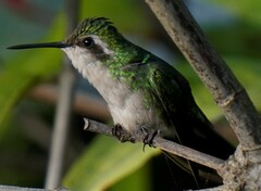 Chlorostilbon mellisugus