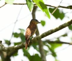 Pachyramphus castaneus