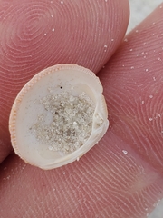 Chionopsis intapurpurea