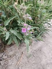 Sphaeralcea angustifolia