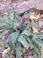 Astragalus mollissimus