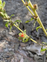Castilleja arvensis arvensis