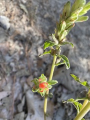 Castilleja arvensis arvensis