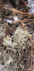 Cladonia arbuscula mitis