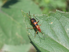Compsocryptus texensis