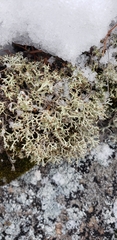 Cladonia arbuscula mitis