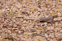 Agama agama