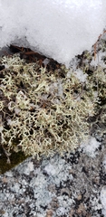 Cladonia arbuscula mitis