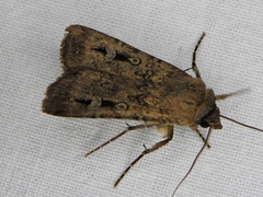 Agrotis infusa