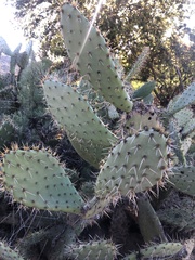 Opuntia semispinosa