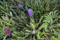 Aechmea gamosepala