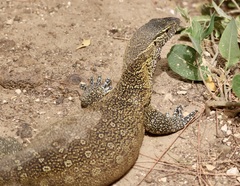 Varanus niloticus