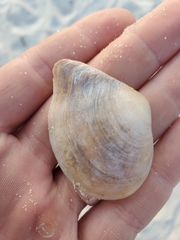 Macoma