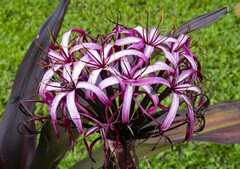 Crinum × amabile
