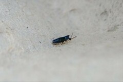 Lepidocyrtus paradoxus