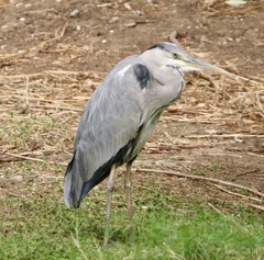 Ardea cinerea