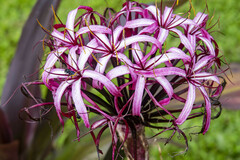 Crinum × amabile