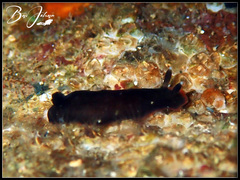 Dendrodoris nigra