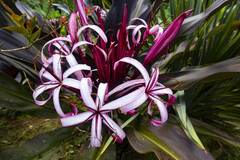 Crinum × amabile