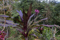 Crinum × amabile