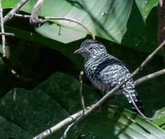 Thamnophilus doliatus