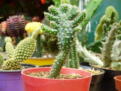 Echinopsis
