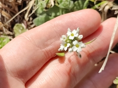 Tomostima platycarpa