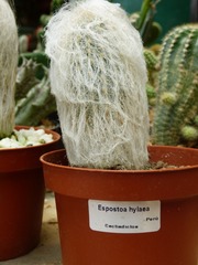 Espostoa