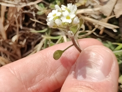 Tomostima platycarpa
